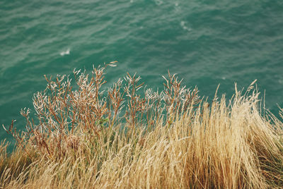 High angle view of grass by sea