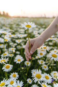 Boy holding chamomile flower growing in field