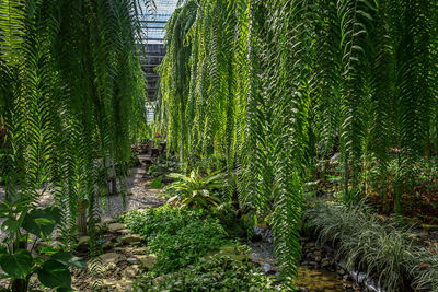 Plants and trees in forest