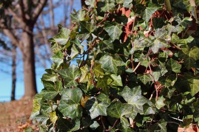 Close-up of green leaves on tree