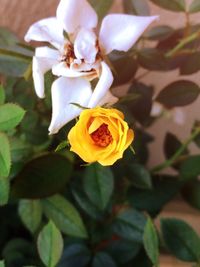 Close-up of yellow flower blooming outdoors