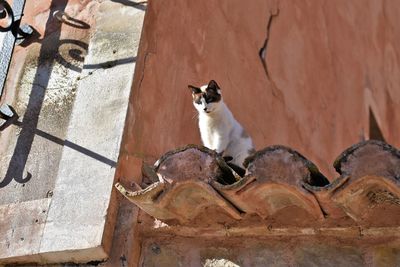 High angle view of cat sitting on wall