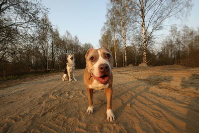 Portrait of dog on dirt road