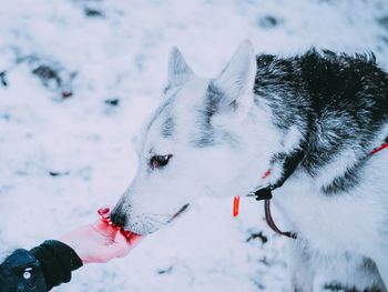 Person with dog on snow