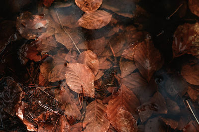 High angle view of dry maple leaves