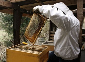 Beekeeper inspects beehive