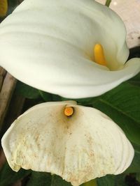 Close-up of day lily blooming outdoors