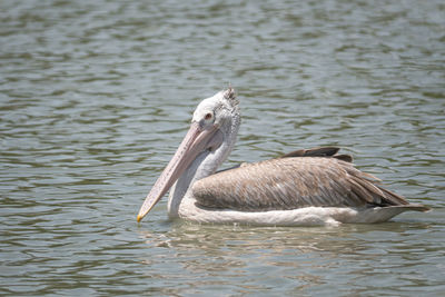 Pelican bird on the water in thailand , is a large water bird , nature thailand