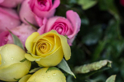 Close-up of rose bouquet