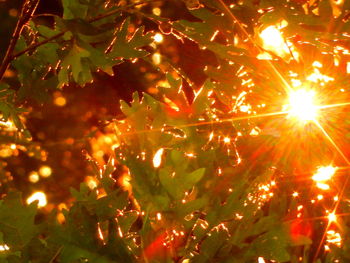 Low angle view of sun shining through tree