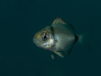 Close-up of fish swimming in sea