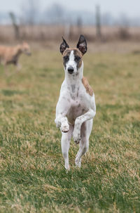 Portrait of dog running on field