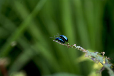 Close-up of insect on plant