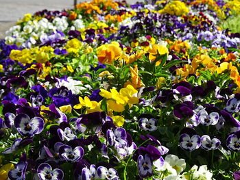 Close-up of yellow crocus flowers blooming outdoors