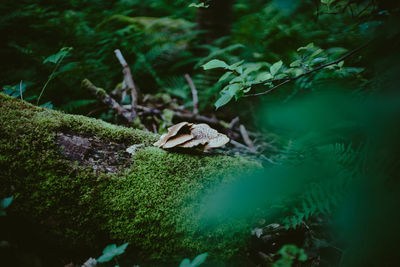 Close-up of mushrooms growing on rock