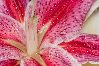 Full frame shot of water drops on pink flower