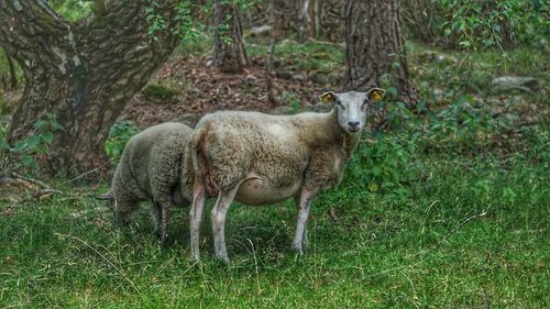 Sheep standing on field