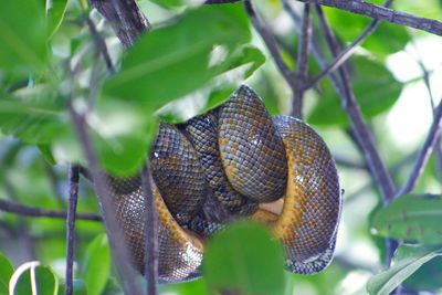 Low angle view of snake coiled on tree