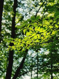 Close-up of leaves on branch
