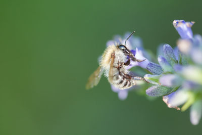 Close-up of bee on purple flower