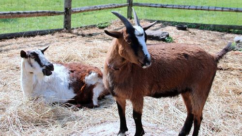 Goats in a field