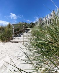 Plants growing on land against sky