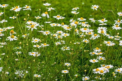 Close-up of white daisy flowers on field