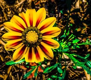 Close-up of yellow flower blooming outdoors