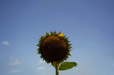 Low angle view of yellow flowers