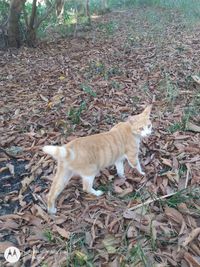 High angle view of a cat on field