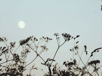 Low angle view of silhouette trees against clear sky