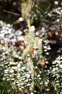 Close-up of spider web on plant