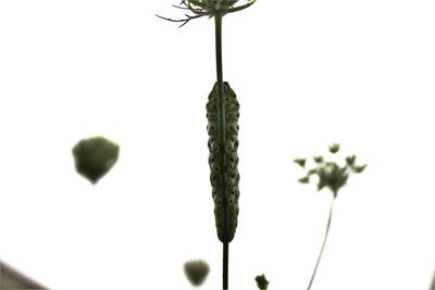 Close-up of flowers