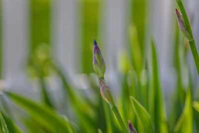 Close-up of fresh green plant in field