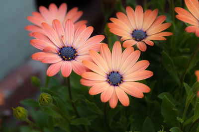 Close-up of orange osteospermums blooming outdoors