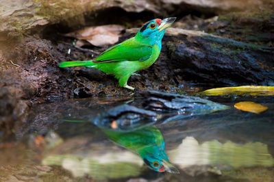 Close-up of parrot on rock