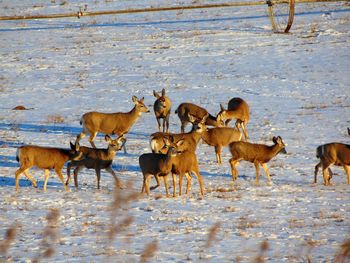 Herd of deer standing in water