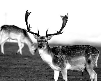 Portrait of deer standing outdoors