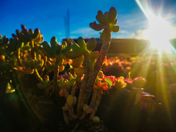 Close-up of flowering plant against sky