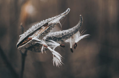 Close-up of caterpillar
