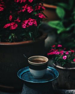 Close-up of potted plant on table