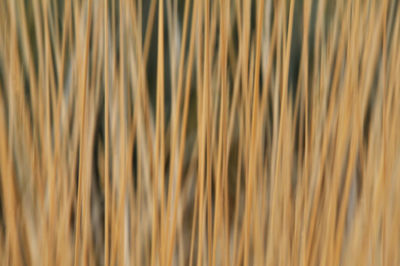 Full frame shot of dry plants