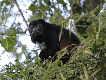 Low angle view a howler monkey in tree