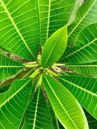 Close-up of fresh green leaf