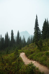 Scenic view of forest against clear sky