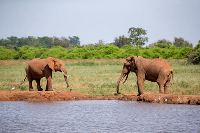 Elephant in a horse