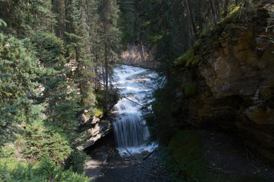 Scenic view of waterfall in forest