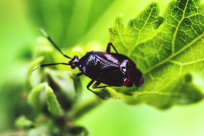 Close-up of insect on leaf