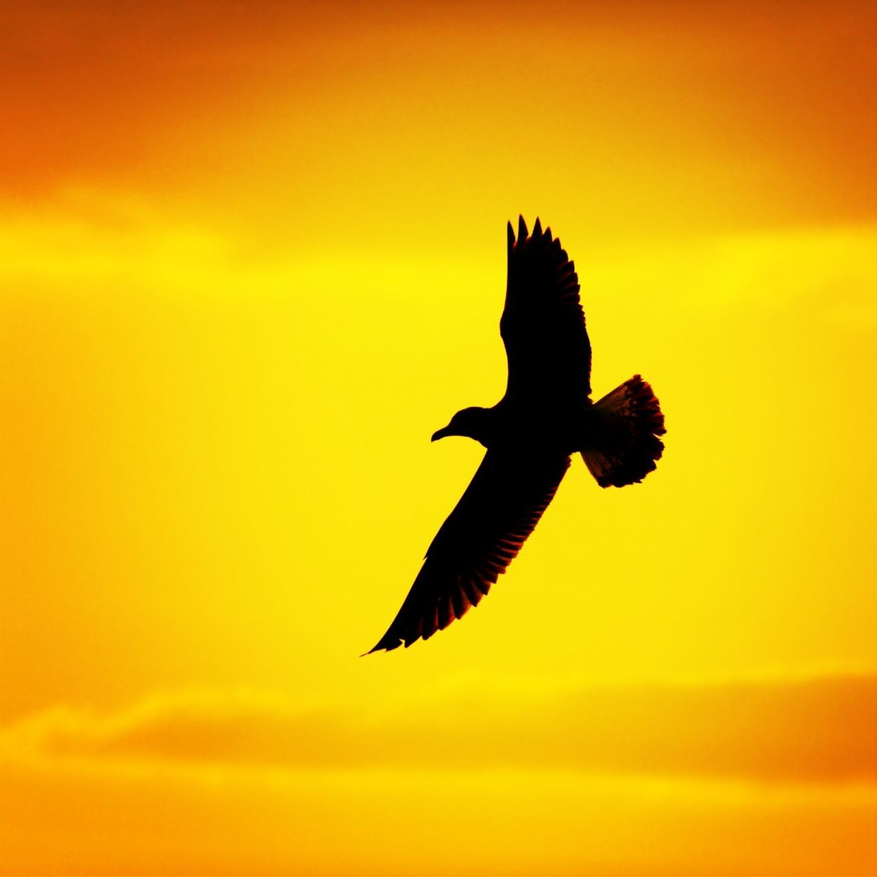 flying, animal themes, bird, spread wings, animals in the wild, one animal, mid-air, wildlife, sunset, low angle view, silhouette, orange color, sky, nature, motion, beauty in nature, full length, freedom, outdoors, no people