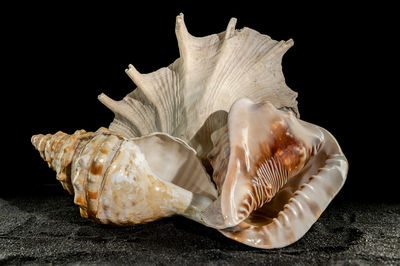 shell